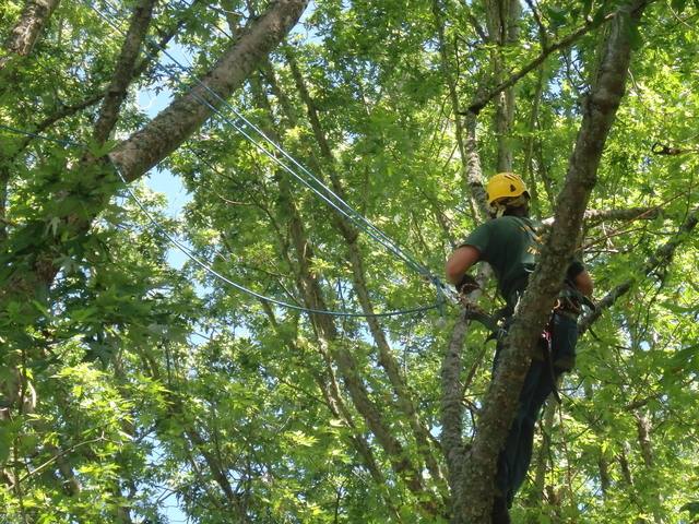 Tree Climb