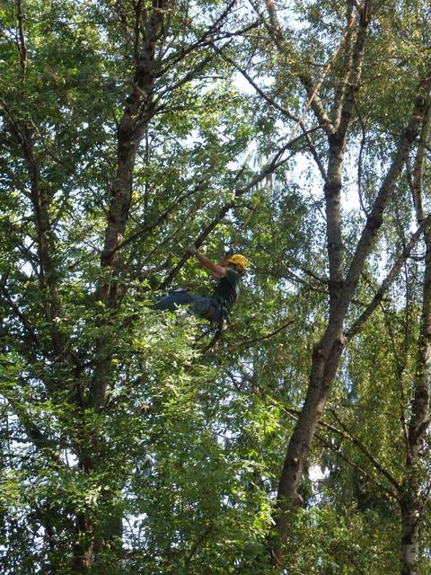 Tree Climb