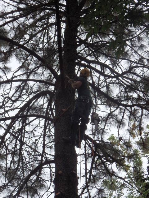 Tree Climb